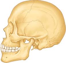 A system is an organization of varying numbers and kinds of organs so arranged that together they can perform. 14 Dento Osseous Structures Blood Vessels And Nerves Pocket Dentistry