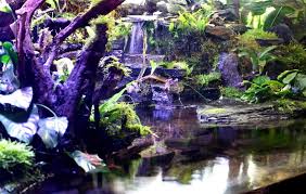 Large Stingray Plaudarium Fish Tank Terrarium Aquascape Vivarium