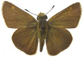 Image result for Panicum chambeshii