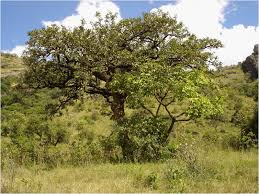 Image result for Solanecio cydoniifolius