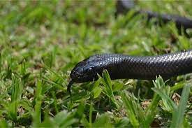 Mexican Black Kingsnake Tank Size And Setup Mexican Black Kingsnake Pet Snake Pet Care