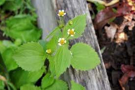 Though there is no restriction to grow plants in your personal garden. Weeding Tips For Your Garden The New York Times