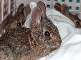 Should the mother rabbit delivery occur outside the nest, you should place them to designated nest and prepare something to warm the newborn babies. Help For Baby Rabbits Walden S Puddle