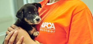 Those photos are used on the shelter website and shared on social media to. Volunteer At The Aspca Adoption Center Aspca