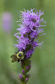 A comprehensive health care strategy. Growing Liatris Plants In Containers Tips On Planting Liatris In Pots