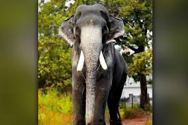 654 x 960 jpeg 470 кб. Elephant Lovers Mourn Death Of Popular Kerala Tusker Mangalamkunnu Karnan The News Minute