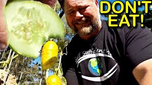 Maybe you would like to learn more about one of these? Why Some Cucumbers Are Not Ok To Eat And Taste Bitter Youtube