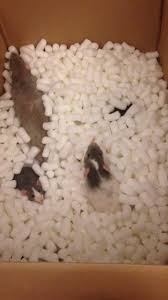 It is safe for cats in general. You Haven T Seen Happiness Until You Ve Seen 7 Rats In A Box Of Pet Safe Packing Peanuts Cute Rats Pet Rats Pet Safe