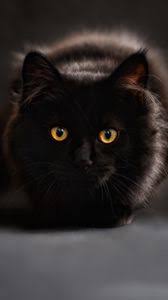 Cute wallpaper backgrounds wallpaper iphone cute animal wallpaper colorful wallpaper aesthetic iphone wallpaper disney wallpaper mobile wallpaper cute wallpapers wallpaper quotes. Cat Iphone 8 7 6s 6 For Parallax Wallpapers Hd Desktop Backgrounds 938x1668 Images And Pictures