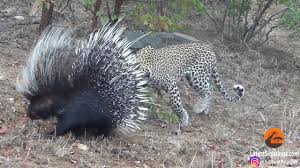 We also used to run as much as we could. Silly Leopard Taking On Porcupine At High Speed Will Make Your Day Youtube