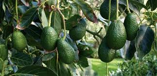 You can also grow pears and apples (a much bigger tree) or persimmon if you have a lot of room. How To Grow Avocados In Australian Capital Cities The Diggers Club