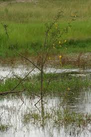 Image result for Aeschynomene cristata