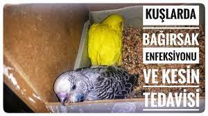 kuslarda bagirsak enfeksiyonu ve kesin tedavisi yeni ilac youtube