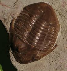 Check spelling or type a new query. Arthropod Definition Characteristics Examples And Types Biology