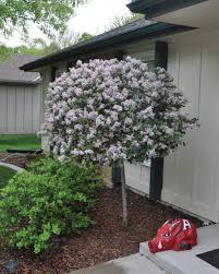 The plants grow in a naturally rounded habit and stay under 6 feet tall. Flowering Lilacs For Spring Beauty Grass Pad