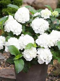 Hydrangea Macrophylla Endless Summer Weiss Bauern Hortensie Endless Summer Weiss Hydrangea Macrophylla Hortensien Und Hydrangea Macrophylla Endless Summer
