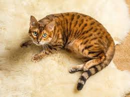 How To Clean Cat Urine Petmd Cat Pee Smell Cat Urine Cat Care