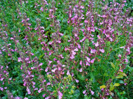 Image result for Teucrium