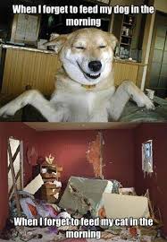 Cats And Dogs Fighting Quotes Google Search Funny Dogs Funny Animals Cute Funny Animals