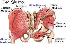 Glutes diagram diagram gluteus maximus diagram full version hd quality maximus diagram. Glutes Diagram Muscles Medical And Health Sciences 61 With Matlin At Build A Back End That Demands Attention Alissax Tohit