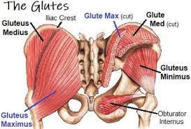 How to target your glutes on certain exercises that usually you feel in your quads/legs!♡ subscribe here. Glutes Muscle Diagram Butt Muscle Diagram Untpikapps This Tells Us Something About Where The Three Gluteal Muscles Are Located Songolasro