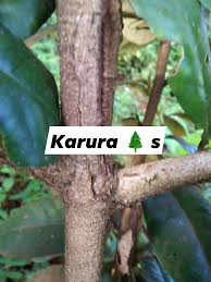 Image result for Trichocladus ellipticus