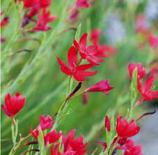 Image result for Hesperantha petitiana