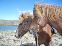 نتیجه جستجوی لغت [icelandic] در گوگل