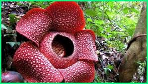 Dalam hal ini, ada 2 biogeografi yang dapat digunakan, yaitu dalam soal geografi ini, soal persebaran floran dan fauna ini dibagi menjadi 2 jenis soal, yaitu soal pilihan ganda/ pilgan (multiple choice), dan soal. Flora Dan Fauna Indonesia Dunia Fauna Hewan Binatang Tumbuhan Dunia Fauna Hewan Binatang Tumbuhan