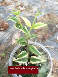 Image result for Selago albomarginata