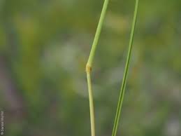 Image result for Rytidosperma davyi