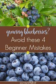 Blueberry bushes grow slowly, with some taking 8 to 10 years to reach full size. Growing Blueberries Avoid These Beginner Mistakes