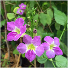 Chinese Violet Ganges Primrose Violet Flower Purple Flowers Flower Garden
