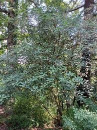 Image result for Pittosporum abyssinicum