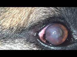 How To Get Rid Of Brown Spots On My Dog S Eyes Quora