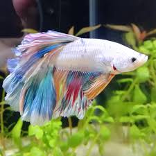 The betta or siamese fighting fish betta splendens is a very beautiful and vies with the highly favored guppy poecilia reticulata and the familiar goldfish carassius auratus for the title of best. Sherbert Knows He S Beautiful Bettafish