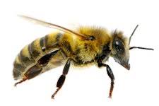 Trust the extermination experts at why choose quality affordable pest control? Affordable Pest Solutions Rodent Control Exterminator More