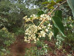 Image result for Harungana madagascariensis