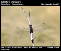 Image result for Pycnostachys orthodonta