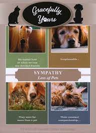 Not sure what to say to your friend who's pet died? Loss Of Pet Sympathy Cards Box Of 12 Kjv Christianbook Com