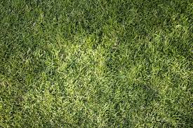 How should it be used on a bermudagrass lawn? When To Scalp Bermuda Grass 7 Pro Worthy Tips Pepper S Home Garden