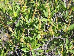 Image result for Polysphaeria lanceolata