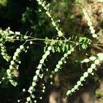 Image result for Phyllanthus nummulariifolius