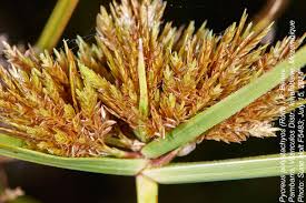 Image result for Pycreus polystachyos