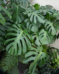Monstera is a genus of 45 species of flowering plants in the arum family, araceae, native to tropical regions of the americas. Monstera Fensterblatt Richtig Pflegen Mein Schoner Garten