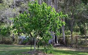 Just like pruning, the best time of year to transplant a tree is when it's dormant in spring or fall. How To Transplant A Fruit Tree In 4 Easy Steps Self Sufficient Me