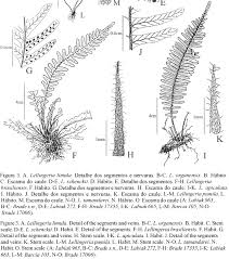 Image result for Lellingeria oosora