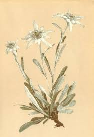 Alpenflora Alpine Flowers Leontopodium Alpinum Cass Edelweiss Old Print 1897 168258 P Jpg 416 600 Pixels Sfondi Floreali Fiori Bianchi Fiori