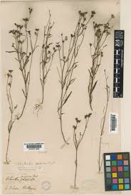 Image result for Kohautia