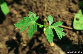 Image result for Cardiospermum halicacabum